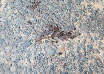 Hire car driver hospitalized after being shot in the buttock.