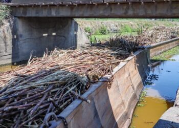 President Ali: Rose Hall Estate Revival Marks a Government Committed to Success