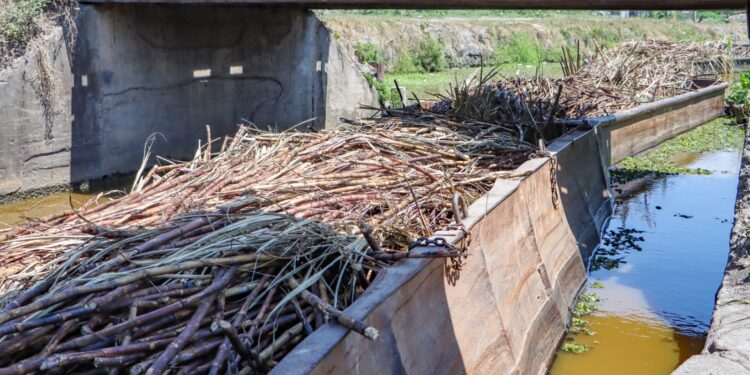 President Ali: Rose Hall Estate Revival Marks a Government Committed to Success