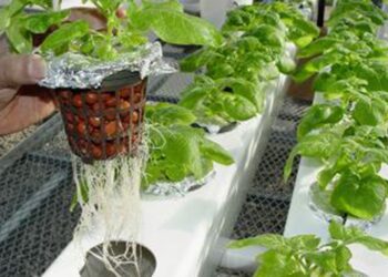 Guyana to Inaugurate First Hydroponics Farm at Regional Agri-Investment Forum