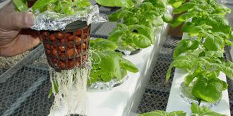 Guyana to Inaugurate First Hydroponics Farm at Regional Agri-Investment Forum