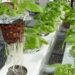 Guyana to Inaugurate First Hydroponics Farm at Regional Agri-Investment Forum