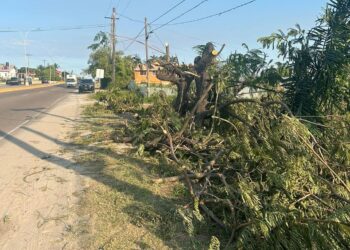 Unauthorised Cutting of Trees at Ogle