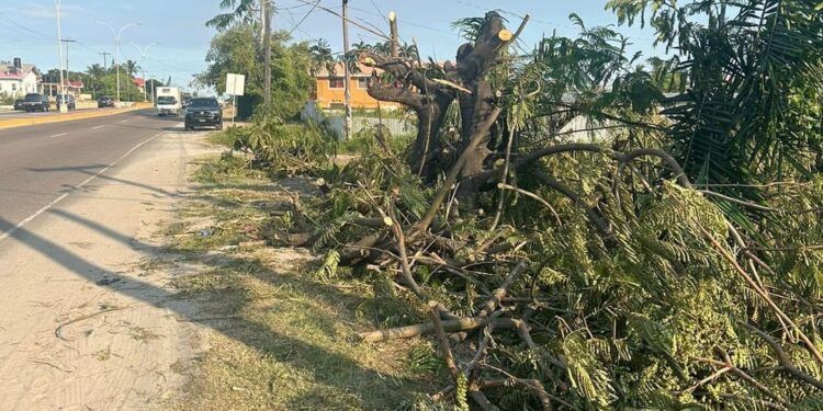 Unauthorised Cutting of Trees at Ogle