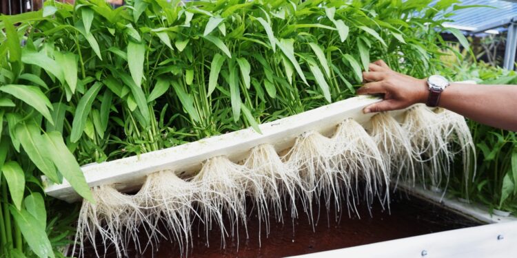 Innovative Water Conservation Initiative to Support Guyanese Farmers