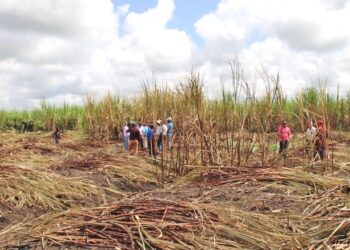 Albion Estate has exceeded its weekly production target by 4%