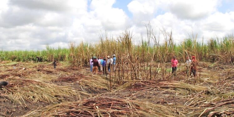 Albion Estate has exceeded its weekly production target by 4%