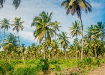 Guyana Anticipates 1,000 Additional Acres in Coconut Production