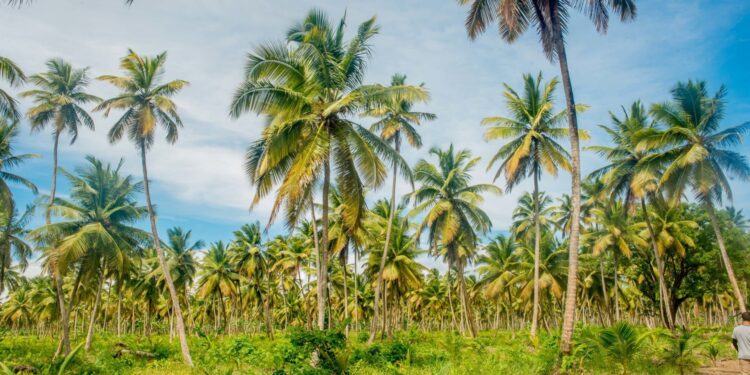 Guyana Anticipates 1,000 Additional Acres in Coconut Production