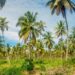 Guyana Anticipates 1,000 Additional Acres in Coconut Production