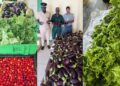 Mazaruni inmates reap close to 800 kg of produce