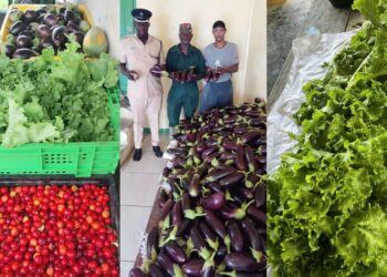 Mazaruni inmates reap close to 800 kg of produce