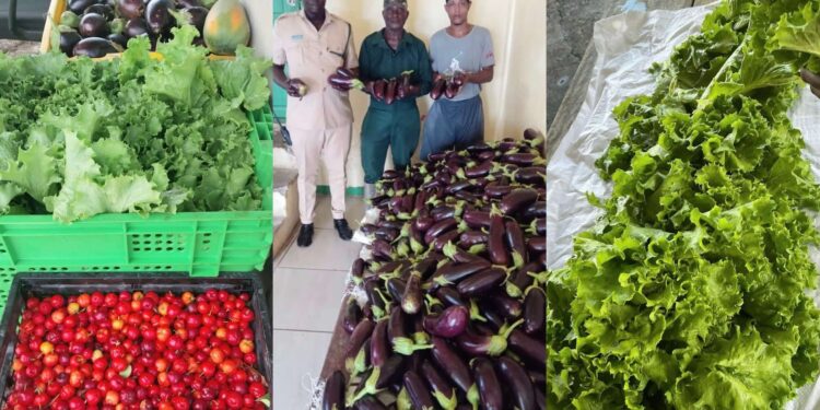 Mazaruni inmates reap close to 800 kg of produce