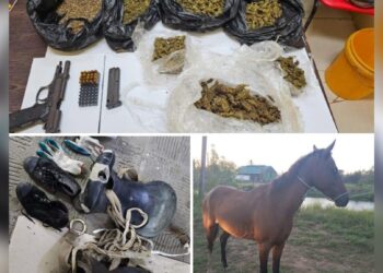 Investigation into cattle larceny led to discovery of drugs, gun and ammunition in Berbice