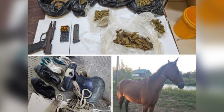 Investigation into cattle larceny led to discovery of drugs, gun and ammunition in Berbice