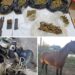 Investigation into cattle larceny led to discovery of drugs, gun and ammunition in Berbice