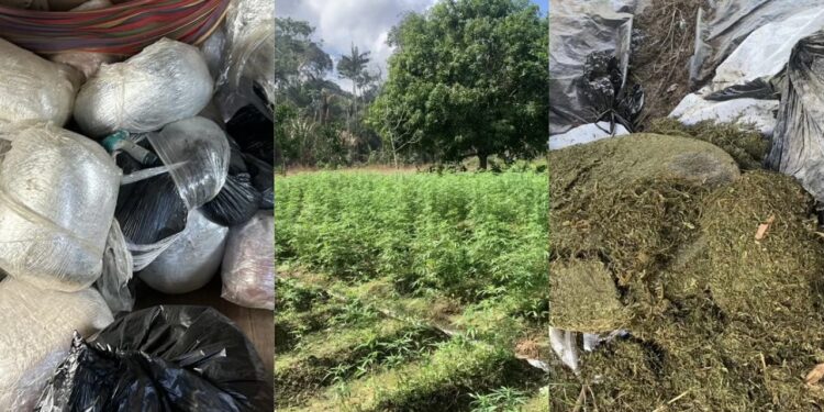 Over $3B worth in marijuana destroyed in Berbice