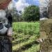 Over $3B worth in marijuana destroyed in Berbice