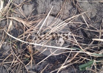 Skeletal remains found in Canje