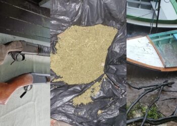 Firearms, marijuana found in abandoned house up the Berbice River.