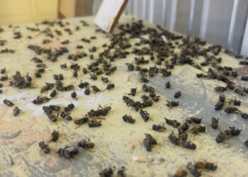 70-year-old pensioner killed by bees.