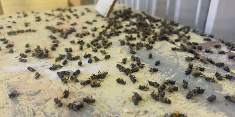 70-year-old pensioner killed by bees.