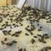 70-year-old pensioner killed by bees.