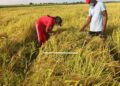 Rice Production Set to Surpass 700,000-Tonne Target for 2024