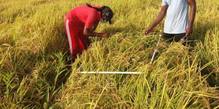 Rice Production Set to Surpass 700,000-Tonne Target for 2024