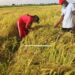 Rice Production Set to Surpass 700,000-Tonne Target for 2024