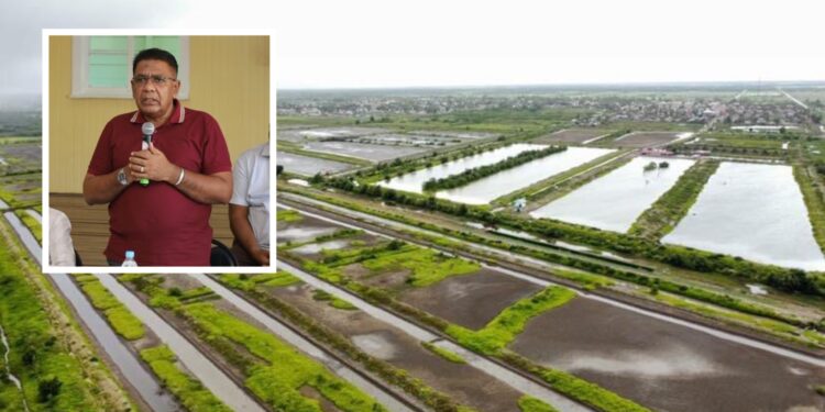 Region Six Shrimp Farmers Earn $1.8B with Gov’t Support