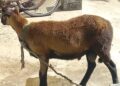 Guyanese Man Arrested in Suriname for Alleged Sheep Smuggling