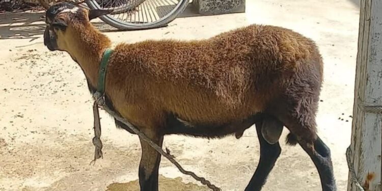 Guyanese Man Arrested in Suriname for Alleged Sheep Smuggling